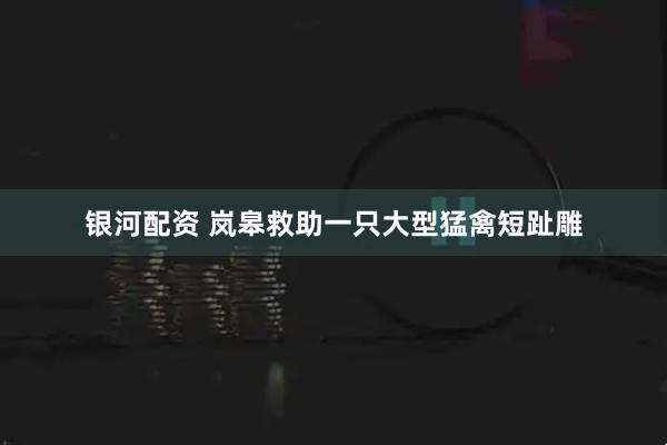 银河配资 岚皋救助一只大型猛禽短趾雕